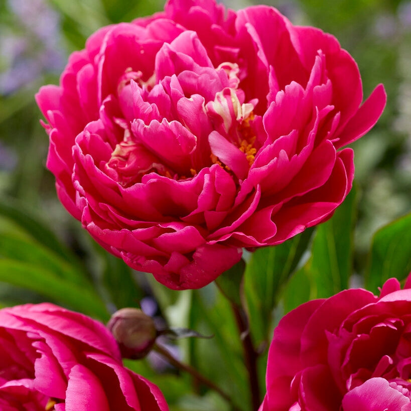 Pion-Paeonia Karl Rosenfield 1-pakning